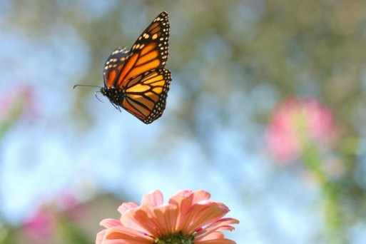 butterfly flying over a flower as a metaphor for life's moments
