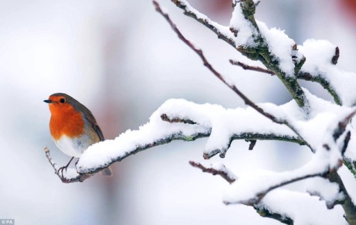 A lone bird perched on a snowy branch 