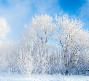 winter trees against a pale blue sky
