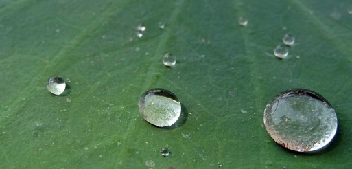 Drops of water on a lily pad representing tears