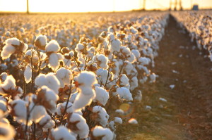 cotton field in gospel song