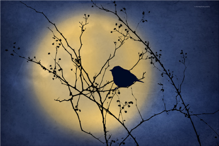 bird on a branch against night sky