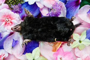 Dead mole on a bed of flowers