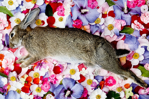 dead rabbit posed on flowers