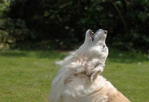 A white dog howling 