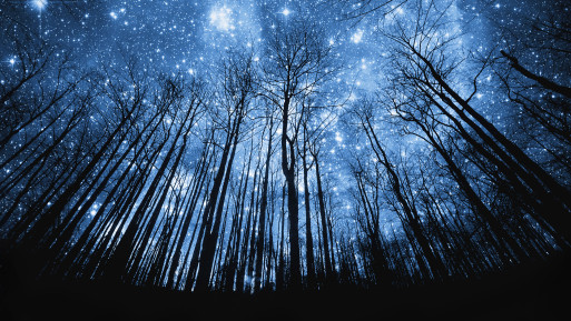 Trees against a backdrop of stars 