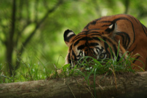 A tiger crouches behind a tree stump