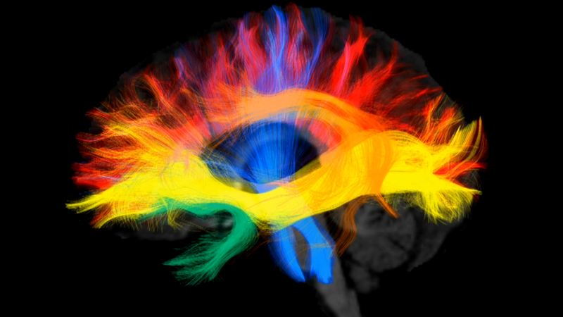 The brain depends on insulin to function properly