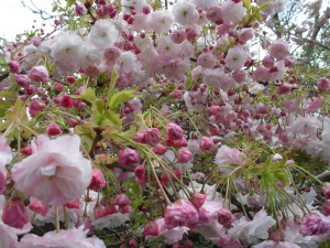 Pink apple blossoms remind us of life, death and rebirth
