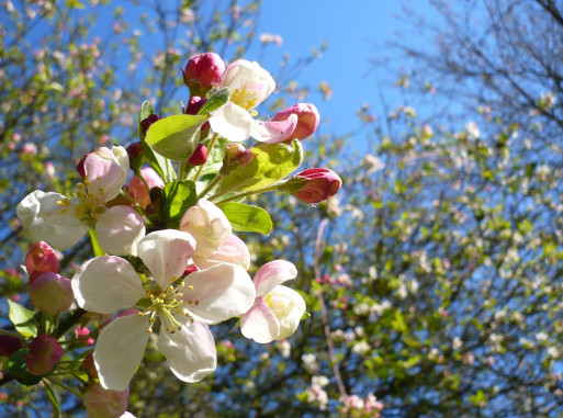 Closeup of an apple blossom representing release from suffering and fear