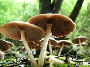 Giant mushroom caps on forest floor