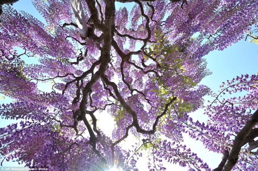Looking up through wisteria reflects hope of Alzheimer's sufferers