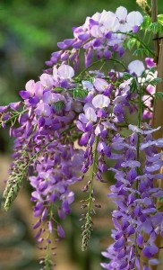 Weeping wisteria vine reflects dementia diagnosis