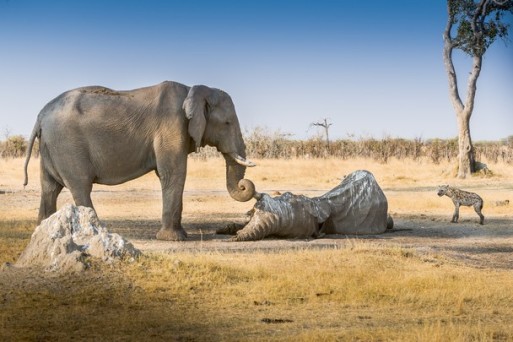 Elephant protects another's body from predators
