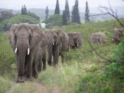 A hers of elephants travels to visit a human friend, Lawrence Anthony