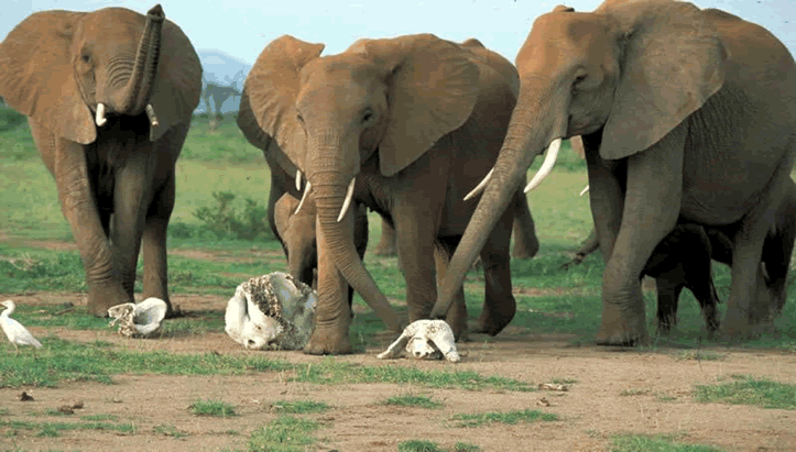 Three elephants gathered around the bones of a dead companion