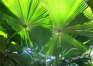 Palm fronds resemble circle of life and death