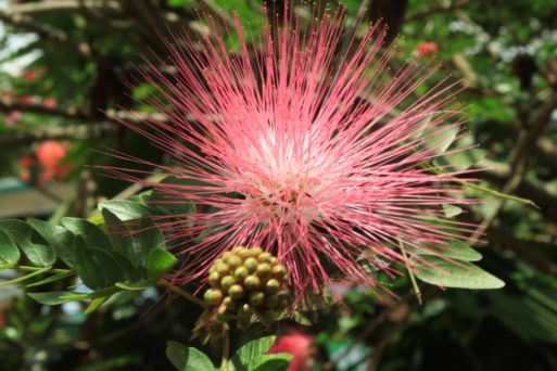 Pink tropical flower depicts healing