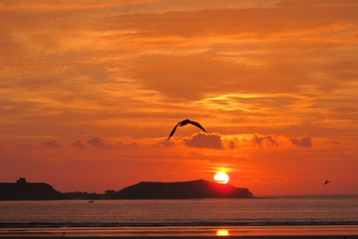 Lone seagull and sunset approaching death