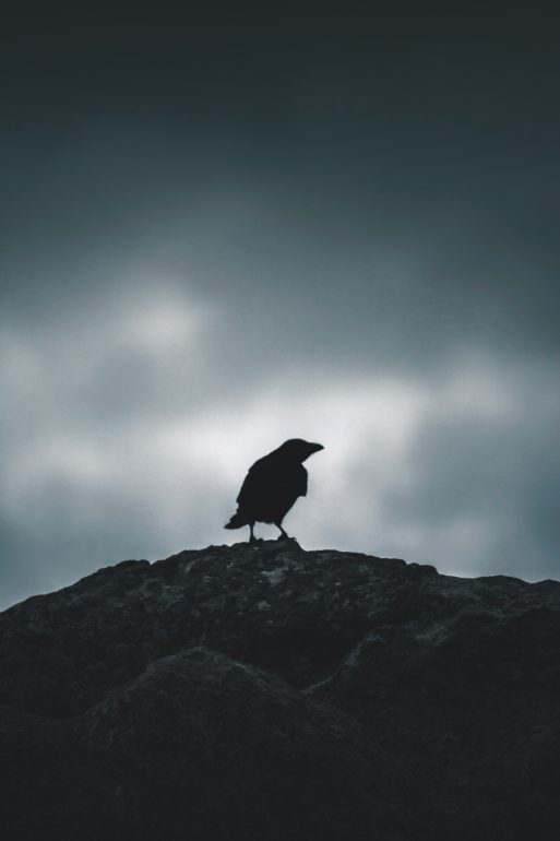 a raven on a cliff