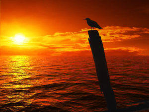 Seagull awaiting sunset and death