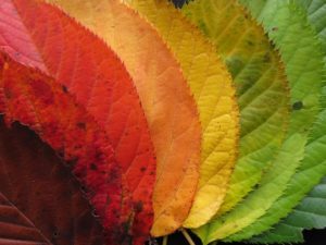 Fall leaves signal death