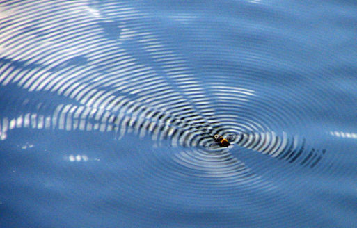 A bee swims in water, creating ripples that symbolize this quote about life