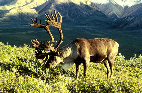 caribou on mountain undisturbed by grief