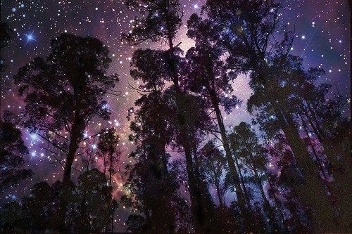 Trees against a night sky 