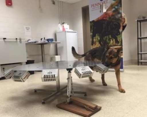 German shepherd learning to detect cancer scent