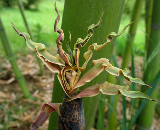 Closeup of a bamboo flower denotes death and rebirth
