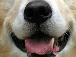Photo of a dog's nose and mouth