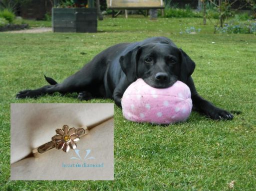 A photo of a dog alongside a diamond memorial ring made from a piece of the dog's fur