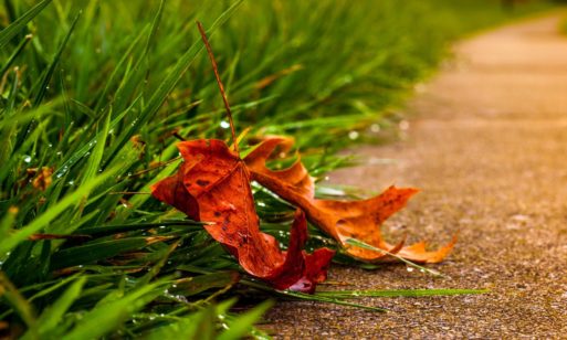 A leaf lies on the ground alone..symbolizing vulnerability