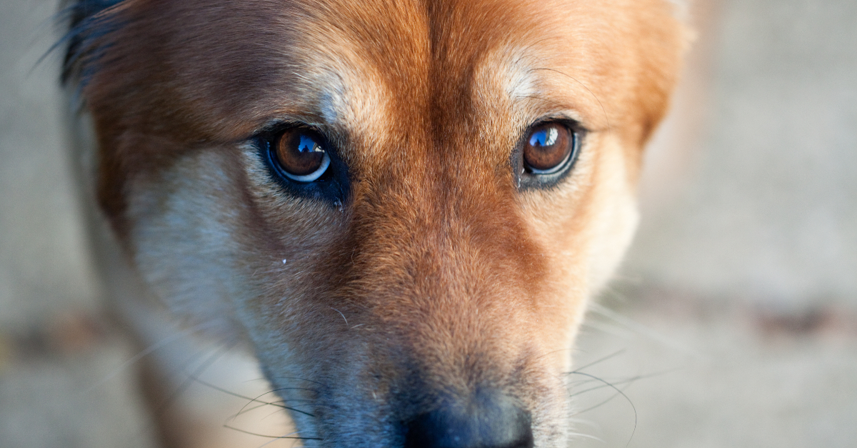A dog looks at us with love, as Enzon does in ...Racing in the Rain