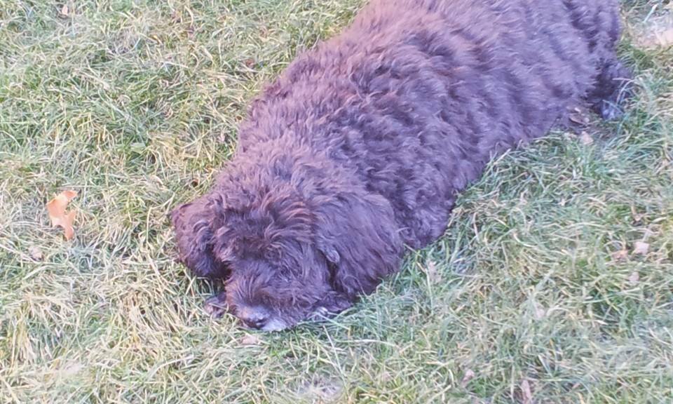 Make You Feel My Love is a fitting memorial for a beloved old dog sleeping in the grass