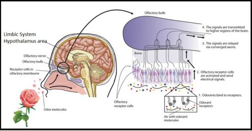 A diagram of the olfactory system explains the science of aromatherapy