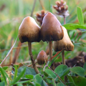 Psilocybe semilanceata mushrooms contain psilocybin 