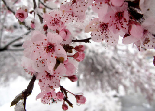 Cherry blossoms covered in ice and snow show perseverance through palliative care 