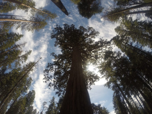 Sequoia trees against sky- hope with second opnion