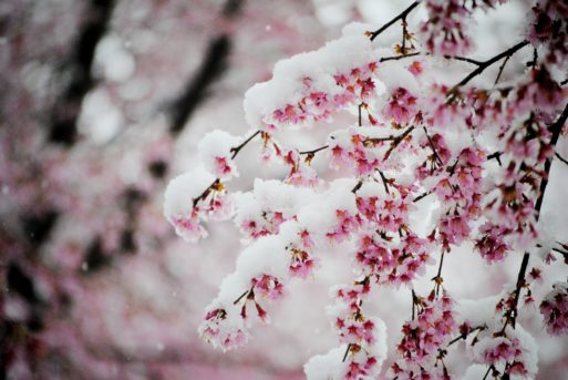 Palliative care symbolized by snow covered cherry blossoms