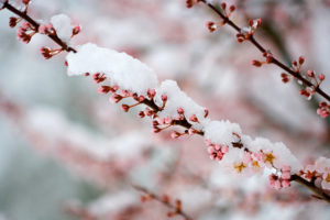 snow on a cherry branch signifies healing through palliative care