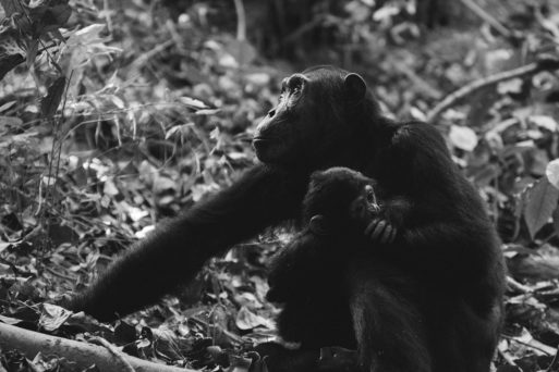 Chimpanzee holding an infant chimpanzee