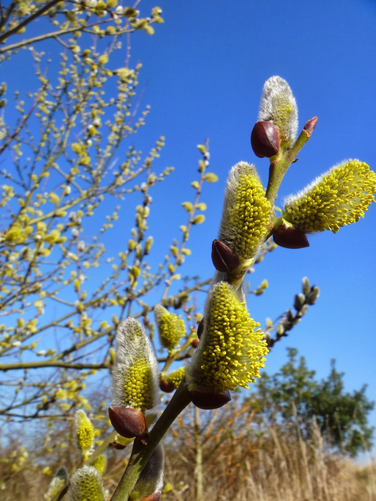 pussy willow branch 