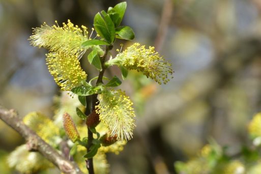 pussywillow blossom opens up like caregivers who reach out