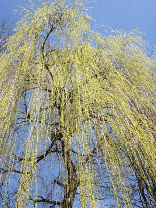 Willow tree looks melancholy like caregivers 
