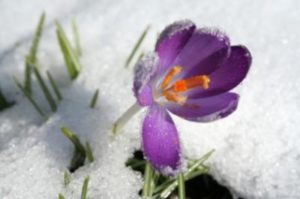 crocus breaking through ice shows struggle with addiction