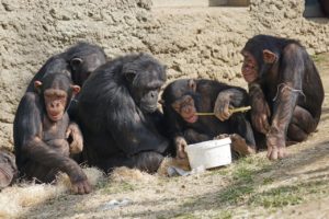 Group of chimpanzees sitting and eating