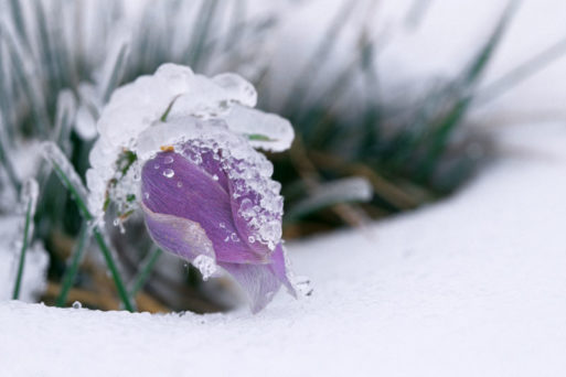 Crocus flower coming through ice addiction