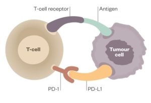 illustration of immunotherapy 